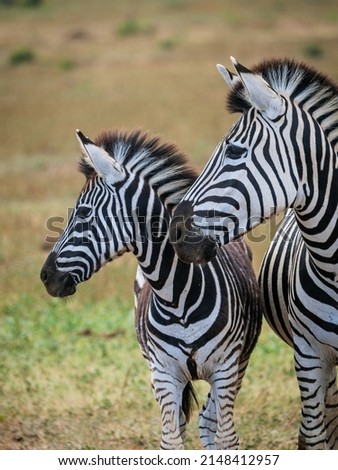 Plains zebra,  or common zebra, prev. Burchell's zebra. (Equus quagga prev. Equus burchellii) mare and foal. Eastern Cape. South Africa Royalty-Free Stock Photo #2148412957