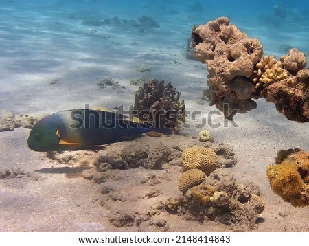 A Broomtail Wrasse (Cheilinus lunulatus) in the Red Sea, Egypt       