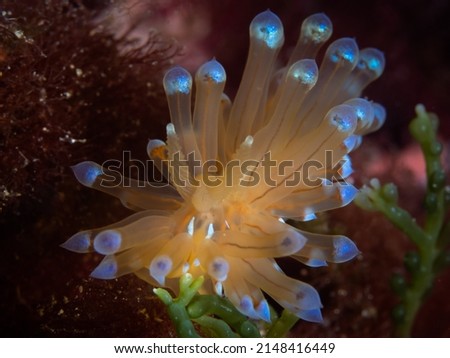 Blue tipped Janolus Nudibranch -Antiopella cristata - janolus cristatus