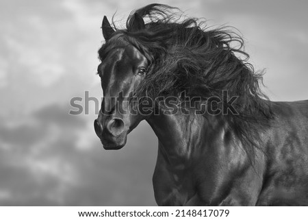 Black horse with long mane close up portrait. Black and white Royalty-Free Stock Photo #2148417079