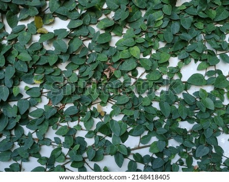 Green leaves sticking along the walls of the house