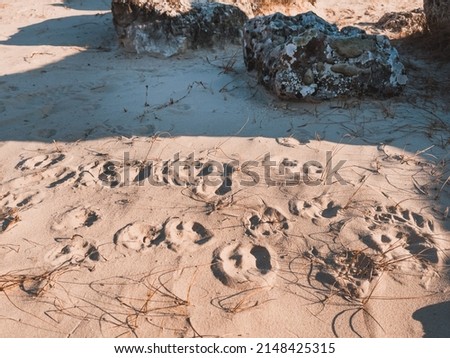Footprints in the sand. Rocks, sand and dry plants.