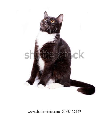 scottish straight cat black bicolor color sitting on a white background, isolated image, beautiful domestic cats, pets,