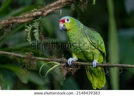 Red-lored Parrot, Amazona autumnalis, portrait of light green parrot with red head, Costa Rica. Detail close-up portrait of bird. Bird and pink flower. Wildlife scene from tropical nature Royalty-Free Stock Photo #2148439383