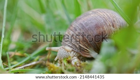 Snail eating leaves on the ground closeup