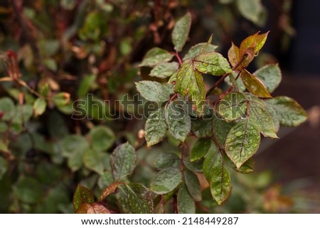 Fresh green leaves after the rain close up, on the bokeh forest background. Rose leaves with raindrops. Nature botany concept
