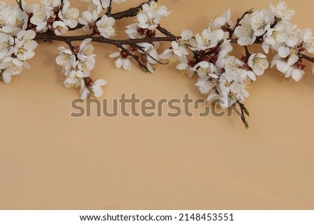 peach background with apricot whiteblossom