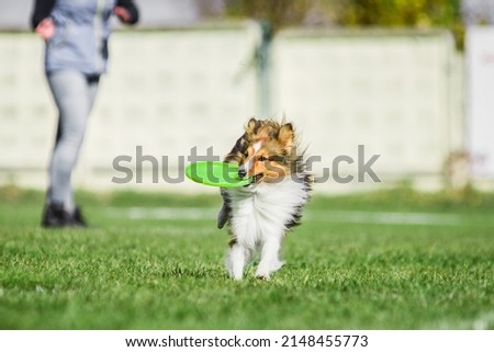 excited Shetland Sheepdog Sheltie catched rolling flying disk trying to catch it, summer outdoors dog sport competition