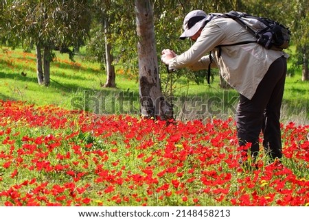Traveler with a backpack takes picture of a wild red flowers blooming. Anemones grow on a lovely meadow between eucalyptus trees. Magnificent spring flowering landscape