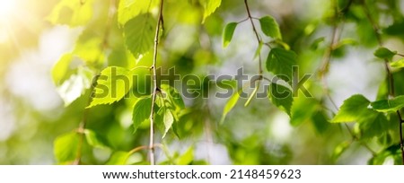 Closeup view of the birch branches with young green leaves. Royalty-Free Stock Photo #2148459623