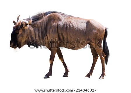 Male blue wildebeest. Isolated on white background Royalty-Free Stock Photo #214846027