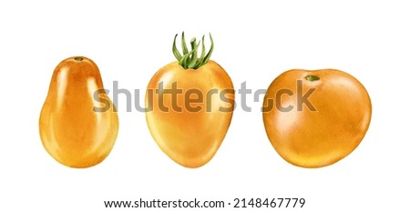 Watercolor yellow tomatoes. Ripe fruits collection of three. Realistic botanical painting with fresh vegetables. Isolated illustration on white. Hand drawn food design element