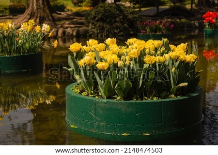 Floating pot with flowers in the artificial pond. Round green vase in the middle of the water in the park. Yellow tulips in the polystyrene vase. Horizontal image, particular light.
