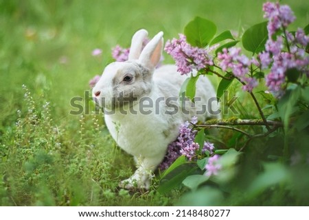 rabbit near the lilac bush