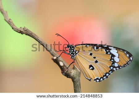 Common Tiger butterfly,a beautiful butterfly on the tree branch   