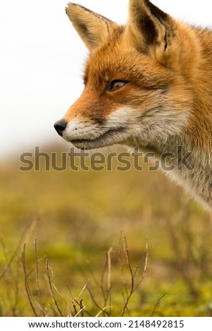 Red Fox in A Green Nature Background in A National Park