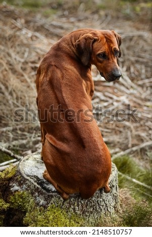 Rhodesian Ridgeback dog sitting in nature scene showing ridge on its back Royalty-Free Stock Photo #2148510757