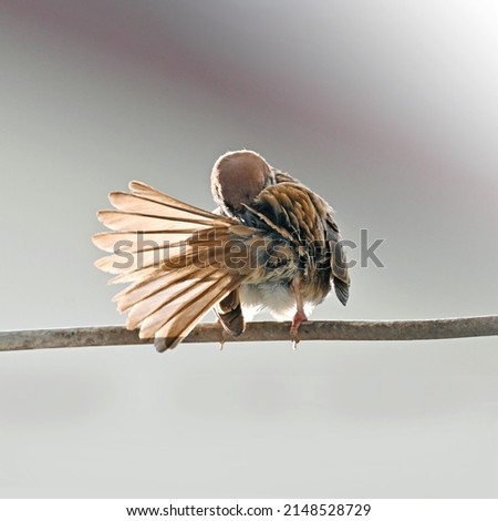 Baby sparrow stretches like gymnastics