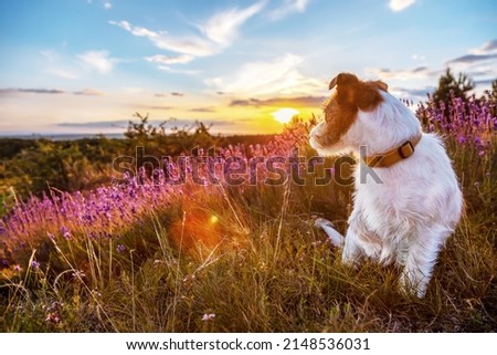 Cute happy jack russell pet dog puppy sitting in the lavender flower field. Hike, walk in summer.