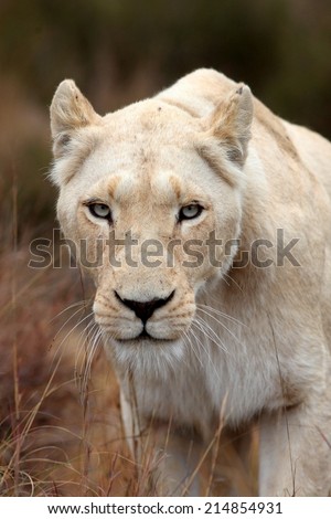 A beautiful portrait of a white lioness
