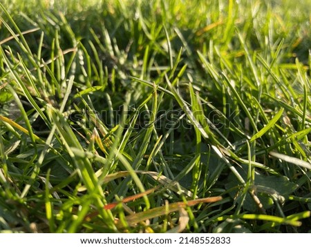The picture of grass and Sun light