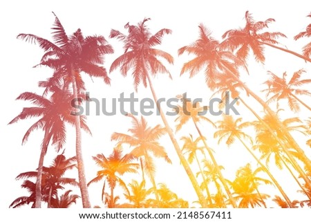 Tropical palm trees silhouettes isolated on white with double exposure effect