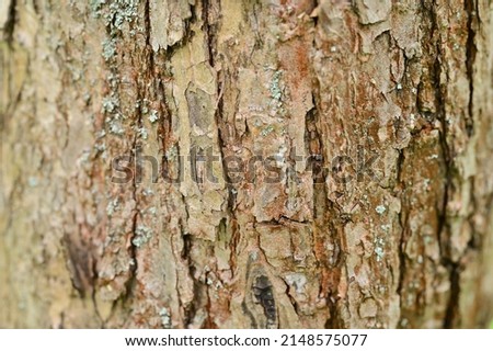 Tree bark pattern and textures