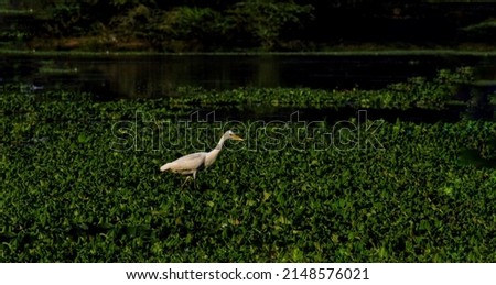 I spotted this Egret on the banks on sabarmati river in India. Royalty-Free Stock Photo #2148576021