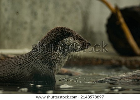 Wet otter in the zoo