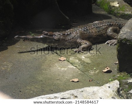 Crocodile sunbathing by the pool