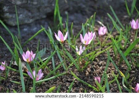 Violet-pink Miscellaneous low-growing tulips (Tulipa humilis) Violacea bloom in a garden in March Royalty-Free Stock Photo #2148590215