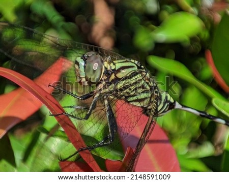 Blue dragonfly resting on branch