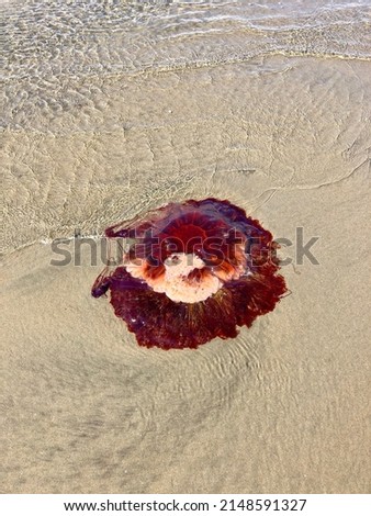 Giant red lion's mane jellyfish on beach at low tide Royalty-Free Stock Photo #2148591327