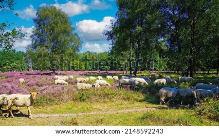 Picturesque scenic dutch landscape with sheep herd grazing in glade of dutch forest  heathland with purple blooming heather erica flowers shrubs (Calluna vulgaris ) - Venlo, Netherlands, Groote Heide  Royalty-Free Stock Photo #2148592243