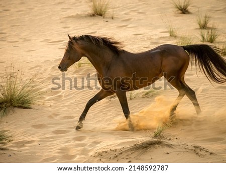 Arabian stallion galloping on the sand in the desert Royalty-Free Stock Photo #2148592787