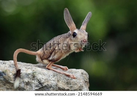 The Long-eared Jerboa (Euchoreutes naso) on rock. Royalty-Free Stock Photo #2148594669