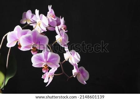 Orchids purple-white buds. Orchid on a dark background. Phalaenopsis bud. A branch of flowers. Delicate flower. Place for text. Black background copy space. Royalty-Free Stock Photo #2148601139