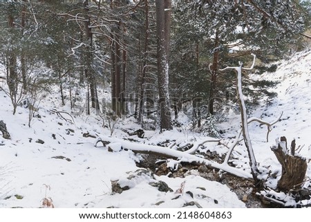 Beautiful landscape with snow covered trees in the Guadarrama's mountains in Madrid.