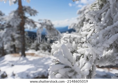 Beautiful landscape with snow covered trees in the Guadarrama's mountains in Madrid.