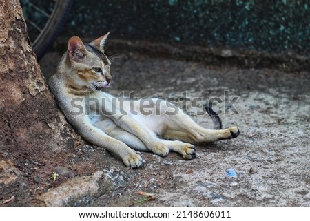wild grey killer cat resting after hunting the prey animal wallpaper background