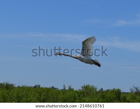White swan seen in full flight in the wild against the blue sky.