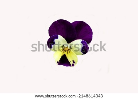 Wild Pansy (Viola tricolor), aka heart's ease, heart's delight, tickle-my-fancy,  or love-in-idleness, isolated on a white background
