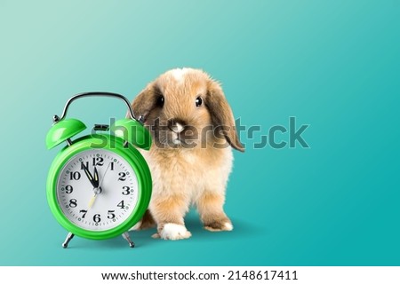 Cute bunny with clock on blue background