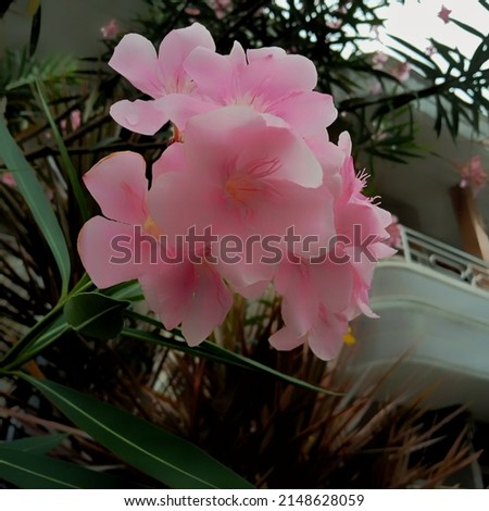 Pink flowers, pink flowers blooming in the garden. Macro photo shoot. High quality photos