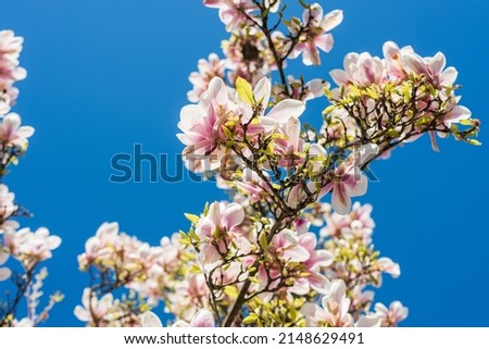 blooming pink magnolia tree under a blue sky