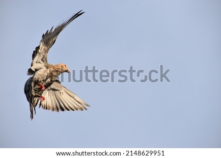 A family of pet pigeons flying in the air in the blue sky background.