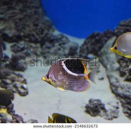 Saddled Butterflyfish (Chaetodon Ephippium), Coral Reef