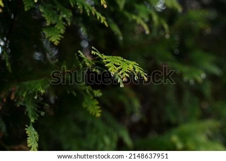 Thuja occidentalis also known as northern white cedar, eastern white cedar or arborvitae. Thuja branches with raindrops in the forest. Natural wallpaper Royalty-Free Stock Photo #2148637951
