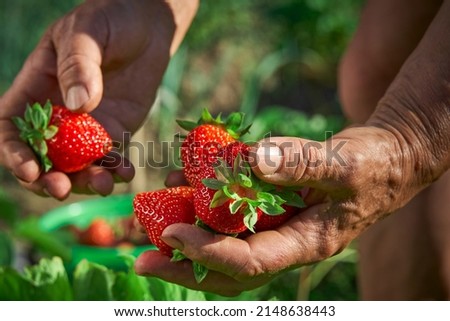 Elderly woman farmer collects a harvest of ripe strawberries. A handful of berries in the hands. Harvesting fresh organic strawberries. Farmer's hands picking strawberries close-up. Strawberry bushes Royalty-Free Stock Photo #2148638443