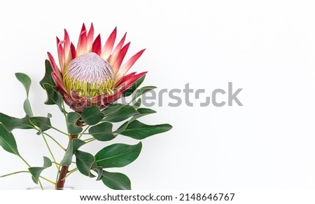 Beautiful protea flower on a white background isolated, copy space.